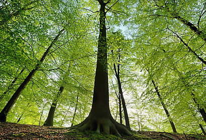 Fototapeta so stromami v lese 1173